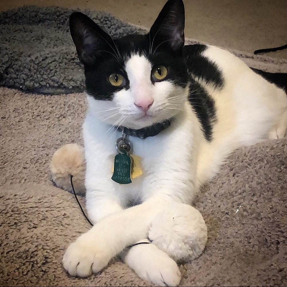 Meet your Posher, Kat